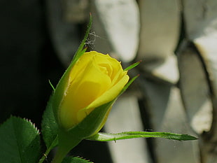 yellow Rose in bloom at daytime HD wallpaper