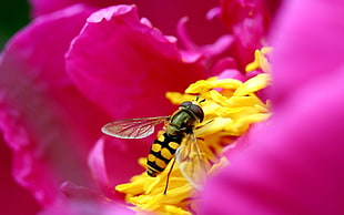 close up photo of Hover fly on yellow petaled flower