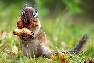 close view of grey and beige Squirrel with peanut in mouth and hands