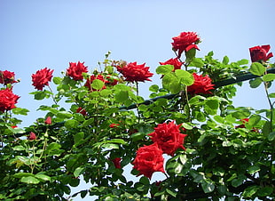 photo of red petaled flowers at day time