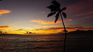 photography of coconut tree on beach during golden hour