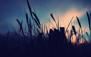 silhouette of grasses during daytime HD wallpaper