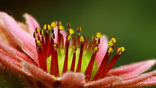 selective focus photography of red and yellow flower pollen