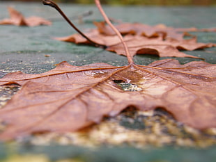 brown leaf, macro, leaves HD wallpaper