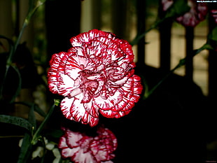 red-and-white Carnation flower in bloom close-up photo