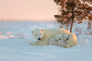 polar bear and cubs, animals, polar bears, snow, baby animals HD wallpaper