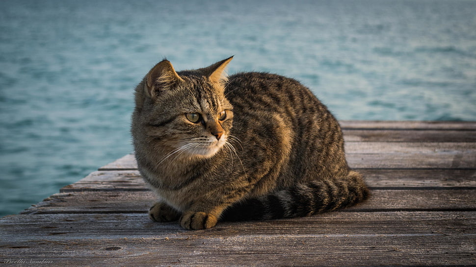 brown tabby cat on a dock HD wallpaper