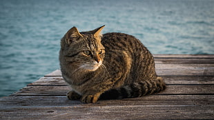 brown tabby cat on a dock
