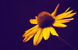 yellow and brown coneflower, flowers
