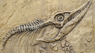 animal fossil HD wallpaper
