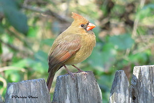 green cardinal in brown fence