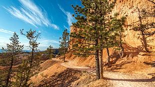 green tree, Bryce Canyon National Park, nature, landscape, desert