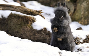 black and gray rabbit on snow field HD wallpaper