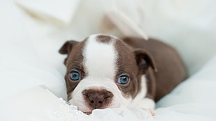 chocolate and white pit bull puppy lying on white textile