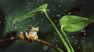 red-eyed tree frog, frog, animals, nature, amphibian HD wallpaper