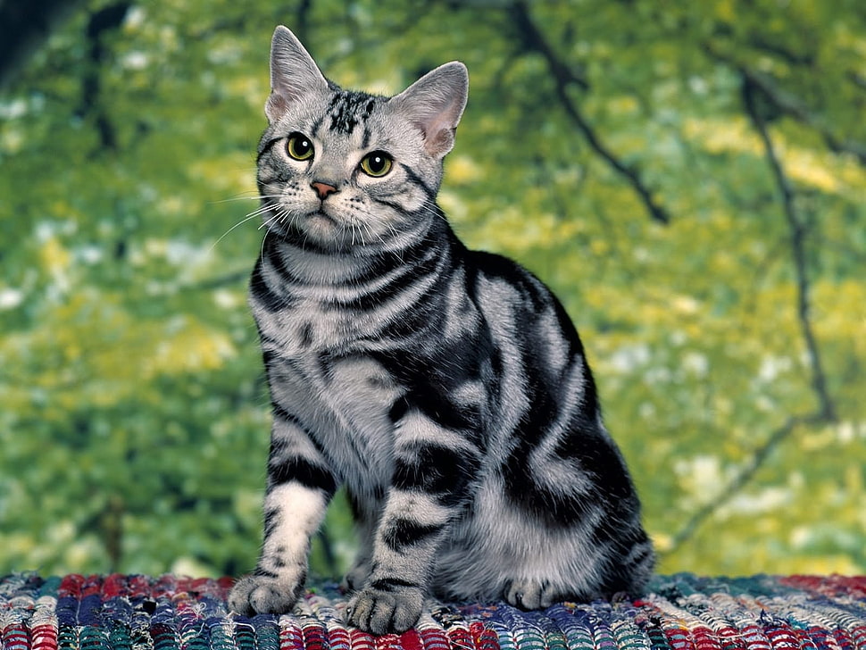grey and black fur cat portrait photography HD wallpaper