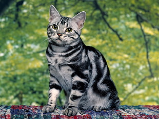 grey and black fur cat portrait photography