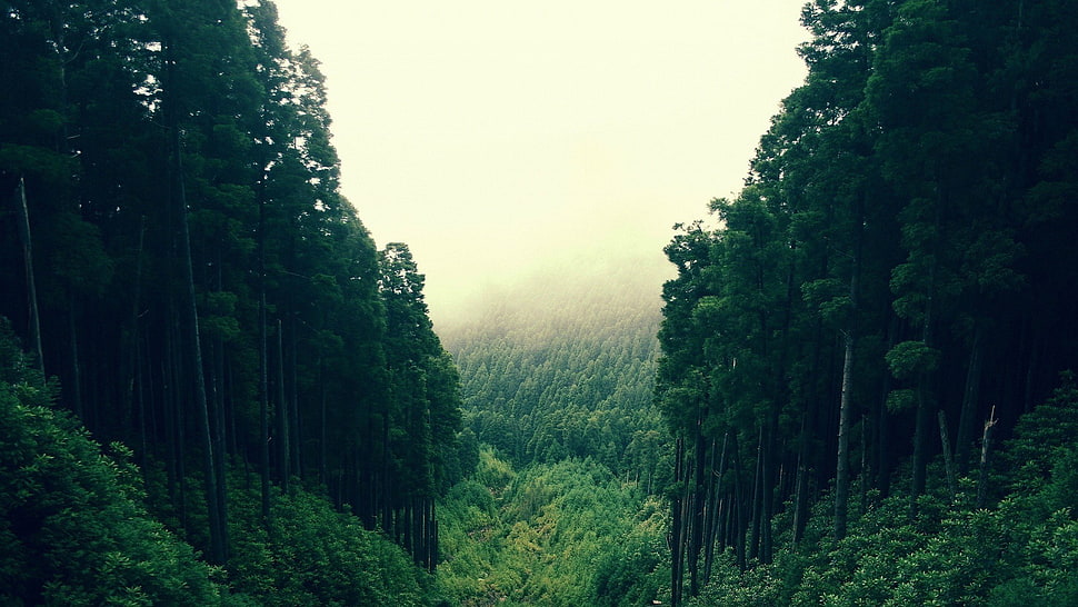 cloudy over green tree HD wallpaper