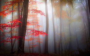 red leaf trees, nature, landscape, mist, forest