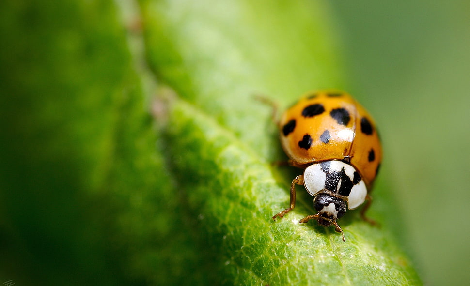 brown Ladybug on leaf in closeup photo HD wallpaper
