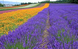 photo of Lavender flower field HD wallpaper