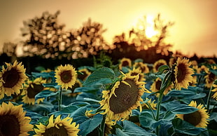 yellow sunflowers, sunflowers, sunlight, nature, flowers HD wallpaper