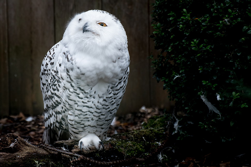 white and black owl HD wallpaper