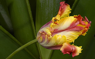shallow focus photography of yellow, white, and pink flower