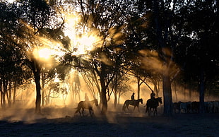 silhouette of three person riding a horse on a forest during day time HD wallpaper
