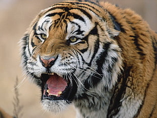 tiger focus photo