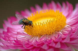 close-up photography of bottlefly on yellow and pink petaled flower