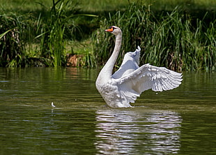 white swan on body of water HD wallpaper