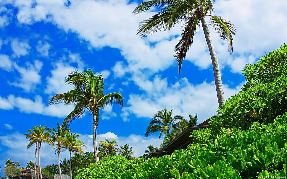 worm eye view Palm tree during daylight HD wallpaper