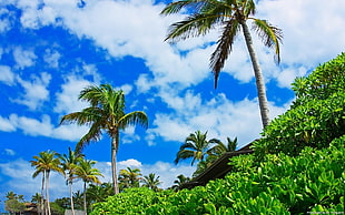 worm eye view Palm tree during daylight