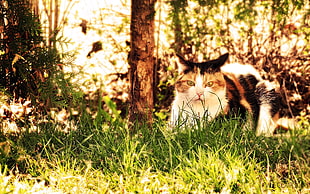 shallow focus photography of Calico cat HD wallpaper