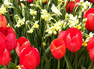 red Tulip flower arrangement HD wallpaper