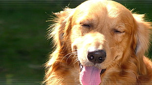 adult tan golden retriever, dog, animals, golden retrievers HD wallpaper