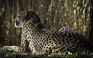 low light photograph of cheetah