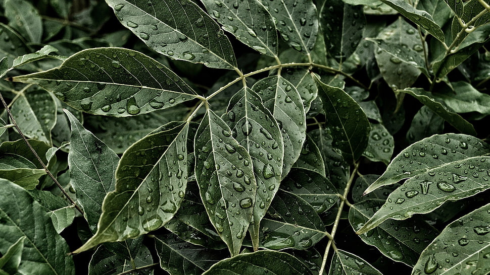 green leaves, water, water drops, leaves, plants HD wallpaper
