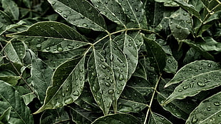green leaves, water, water drops, leaves, plants