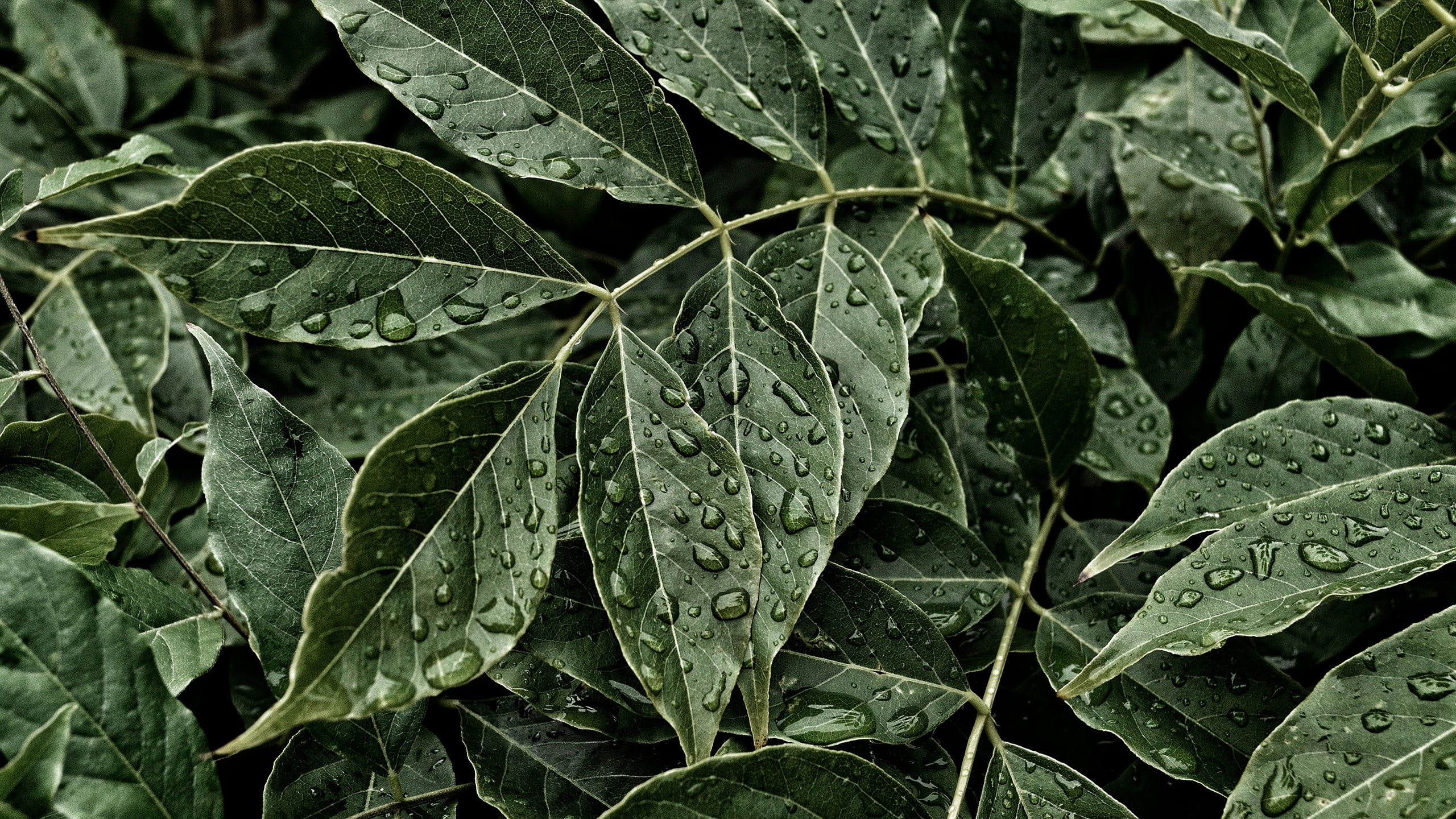 green leaves, water, water drops, leaves, plants