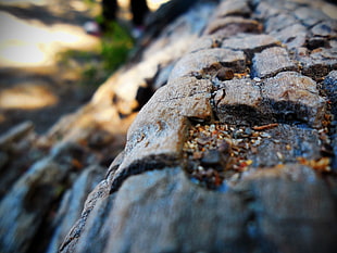 tree trunk, wood, closeup, nature
