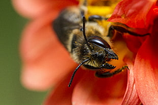 honey bee on red flower in macro photography HD wallpaper