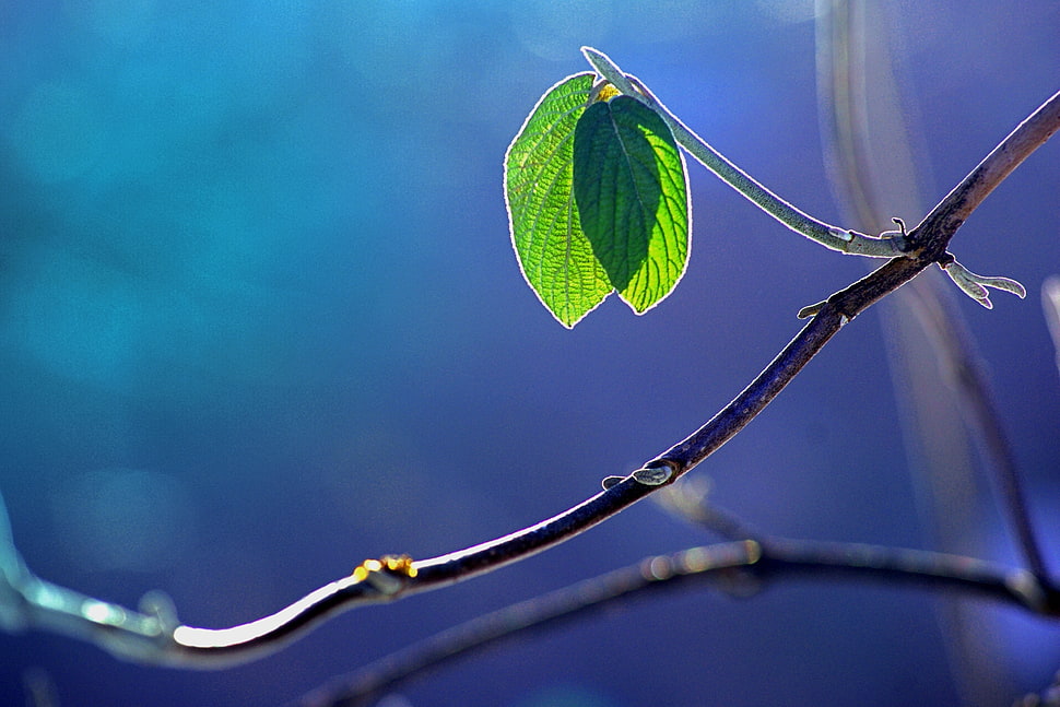 two green leaves illustration HD wallpaper