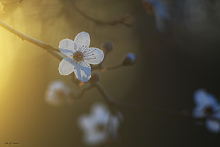 white flower selective-focus photo