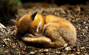 brown fox, anime, fox, animals, sleeping