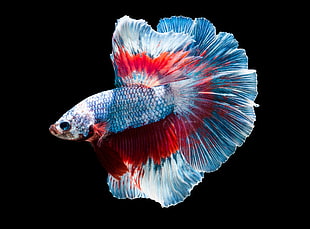 full-moon blue and red betta fish, fish, colorful, animals HD wallpaper