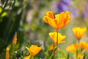 selective focus photography of yellow California Poppy flowers HD wallpaper