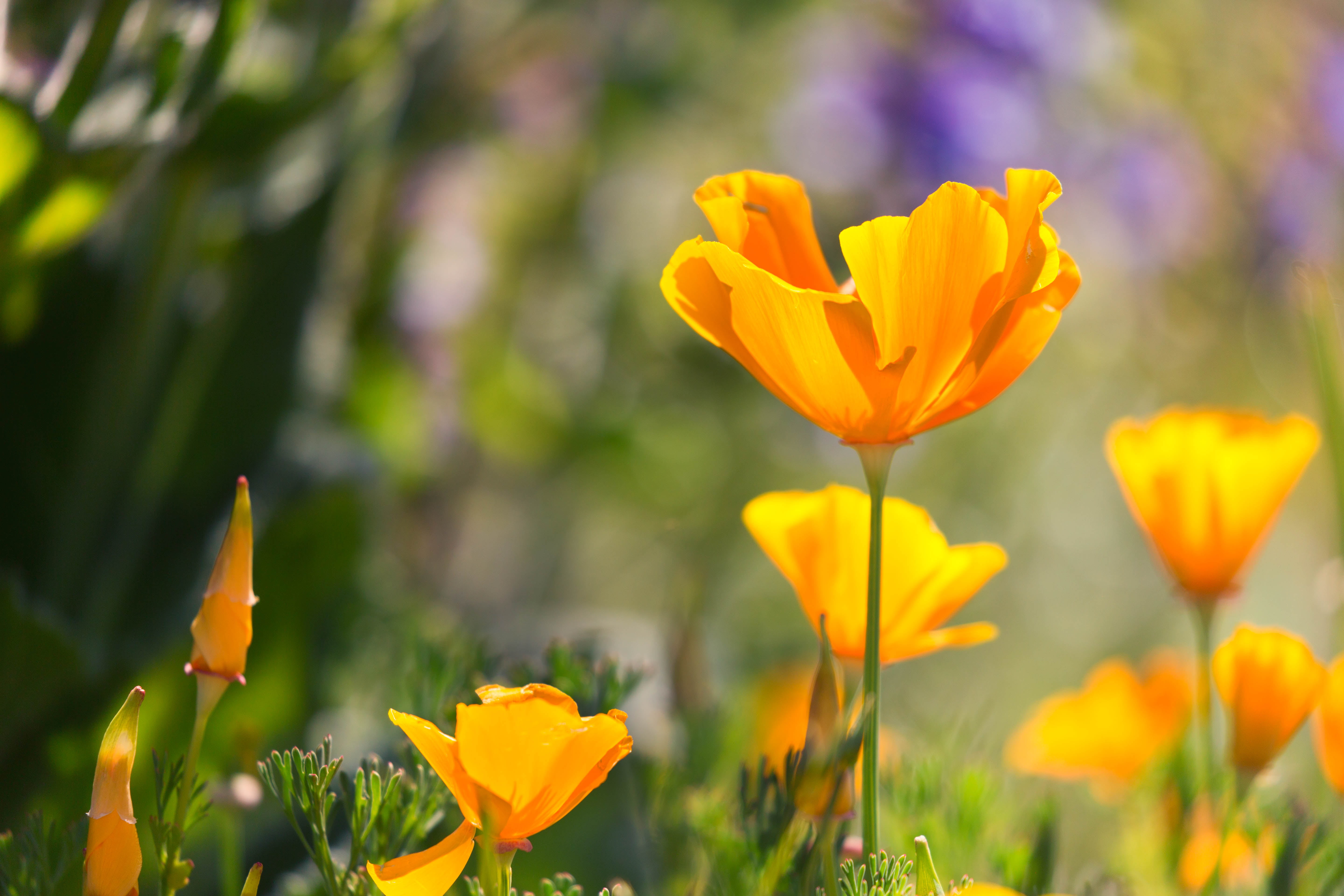 selective focus photography of yellow California Poppy flowers