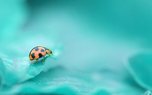 macro photography of ladybug on green plant